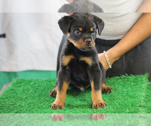 Rottweiler Puppy for Sale in SPRINGFIELD, Massachusetts USA