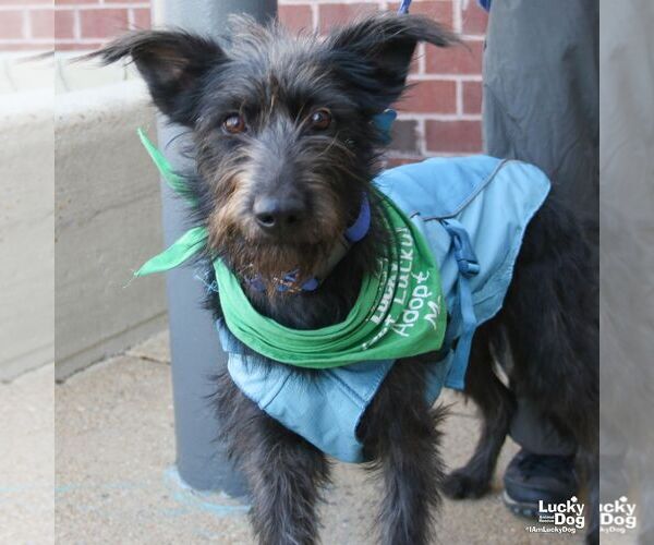 Medium Photo #4 Mutt Puppy For Sale in Washington, DC, USA