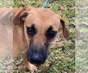 Plott Hound-Unknown Mix Dogs for adoption in Canton, CT, USA