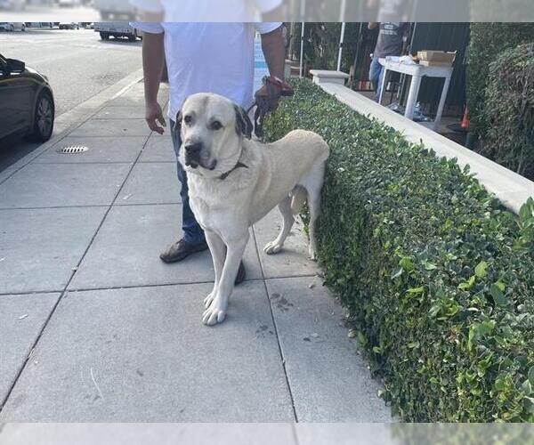 Medium Photo #1 Anatolian Shepherd Puppy For Sale in Pasadena, CA, USA