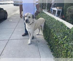 Anatolian Shepherd Dogs for adoption in Pasadena, CA, USA