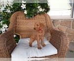 Puppy Willow Goldendoodle