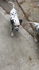 Dalmatian Puppy for sale in PITTSBURGH, PA, USA