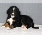 Small Photo #2 Bernedoodle Puppy For Sale in FREDERICKSBURG, OH, USA