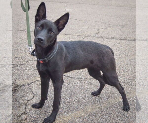 Medium Photo #2 German Shepherd Dog-Unknown Mix Puppy For Sale in Huntley, IL, USA