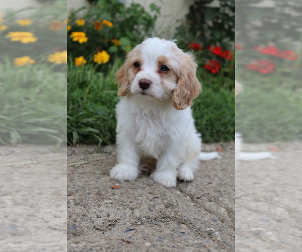 Medium Photo #5 Cavapoo Puppy For Sale in WEST SALEM, OH, USA