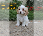 Small #4 Cavapoo