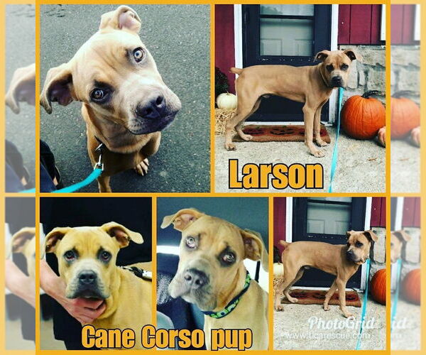 Medium Photo #7 Mutt Puppy For Sale in Cape May, NJ, USA