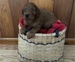 Small Photo #1 Irish Doodle Puppy For Sale in WHITNEY POINT, NY, USA