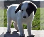 Small Photo #6 Aussiedoodle-Poodle (Miniature) Mix Puppy For Sale in SUNBURY, PA, USA