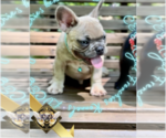 Puppy LV French Bulldog