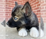 Small Photo #10 Siberian Husky Puppy For Sale in CO SPGS, CO, USA