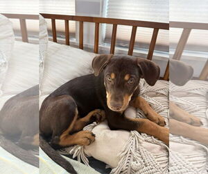 Labrottie Dogs for adoption in Kannapolis, NC, USA