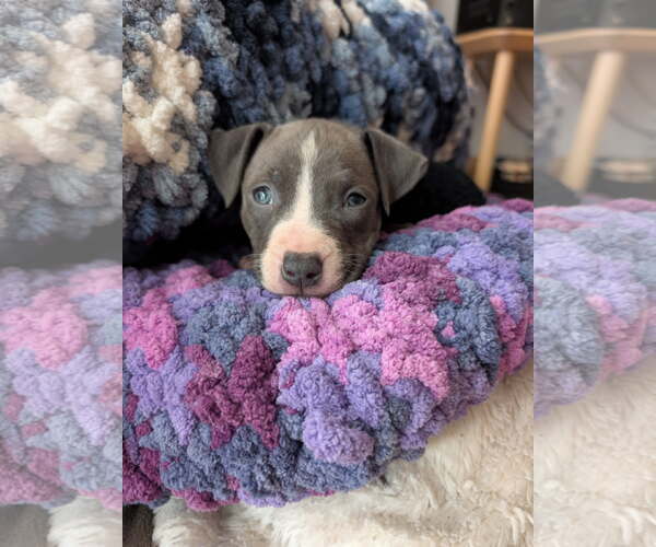 Medium Photo #1 American Pit Bull Terrier-American Staffordshire Terrier Mix Puppy For Sale in Belleville, MI, USA