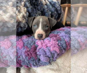 American Pit Bull Terrier-American Staffordshire Terrier Mix Dogs for adoption in Belleville, MI, USA