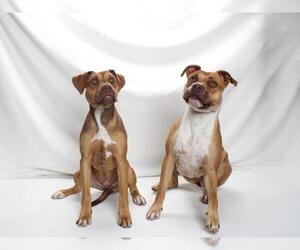 American Pit Bull Terrier Dogs for adoption in Burbank, CA, USA