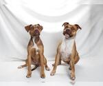 Small American Pit Bull Terrier