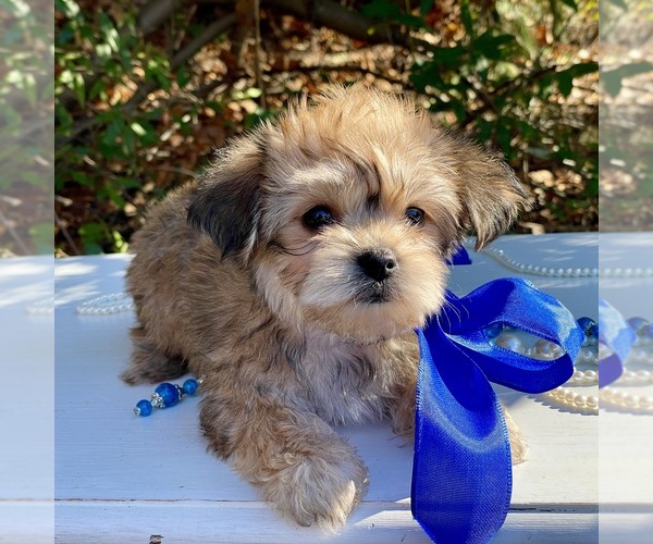 Medium Photo #6 Yorkie-ton Puppy For Sale in MC CLURE, PA, USA