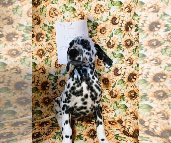 Medium Photo #2 Dalmatian Puppy For Sale in INDIANAPOLIS, IN, USA