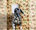 Small Photo #2 Dalmatian Puppy For Sale in INDIANAPOLIS, IN, USA
