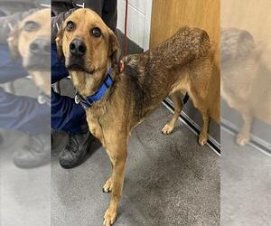 Shepradors Dogs for adoption in Forestville, MD, USA