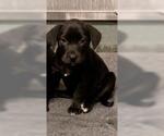 Small Labrador Retriever Mix