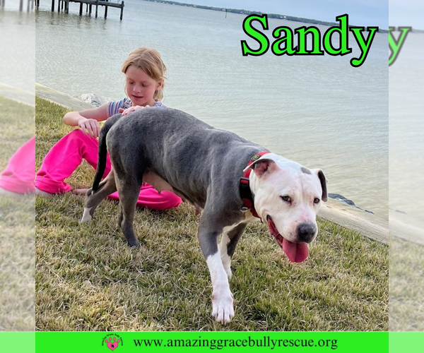 Medium Photo #16 American Pit Bull Terrier-Unknown Mix Puppy For Sale in Pensacola, FL, USA