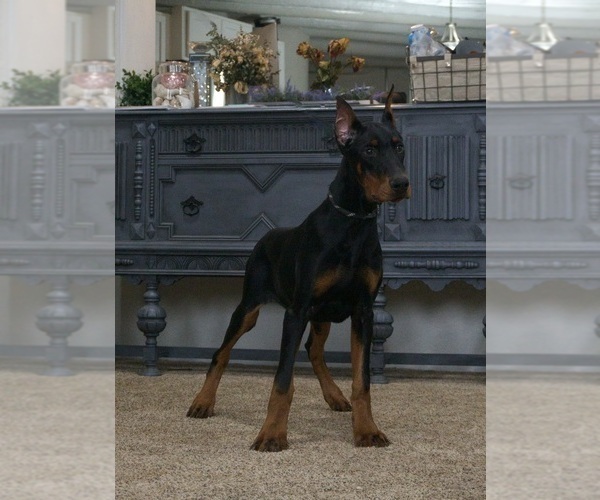 Medium Photo #7 Doberman Pinscher Puppy For Sale in WARSAW, IN, USA