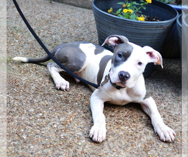 Medium Photo #3 Mutt Puppy For Sale in Enfield, CT, USA