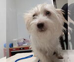 Small Maltese