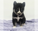 Small #2 Siberian Husky