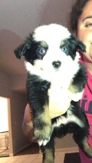 Miniature American Shepherd Puppy for sale in VACAVILLE, CA, USA