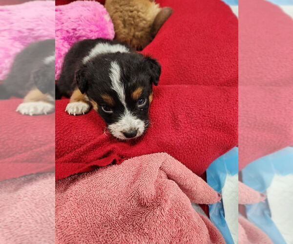 Medium Photo #9 Mutt Puppy For Sale in Mooresville, NC, USA