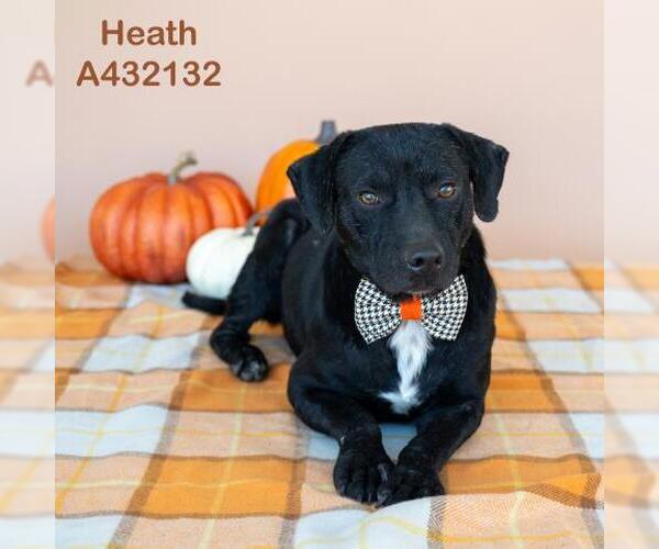 Medium Photo #1 Mutt Puppy For Sale in Conroe, TX, USA