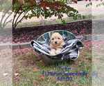Small Photo #17 Goldendoodle Puppy For Sale in TOPEKA, IN, USA