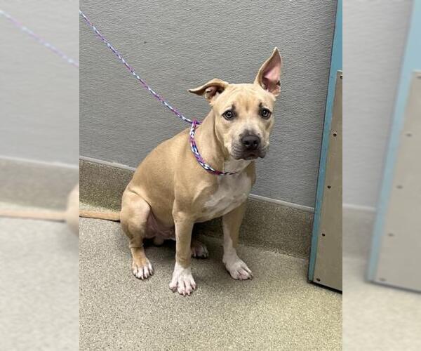 Medium Photo #1 Mutt Puppy For Sale in Las Vegas, NV, USA