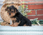 Small #3 Yorkshire Terrier
