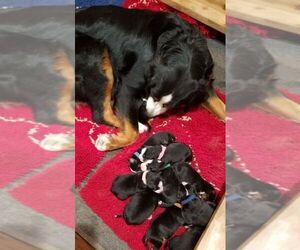 Mother of the Bernese Mountain Dog puppies born on 07/06/2021