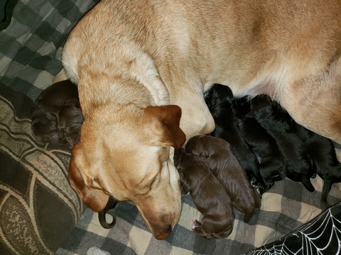 Medium Photo #1 German Shorthaired Pointer-Golden Labrador Mix Puppy For Sale in AMES, IA, USA