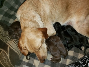 Mother of the German Shorthaired Pointer-Golden Labrador Mix puppies born on 11/01/2018
