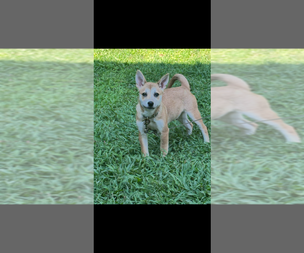 Medium Photo #2 Chihuahua-Spaniel Mix Puppy For Sale in Brewster, NY, USA