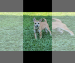 Small #1 Chihuahua-Spaniel Mix