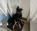 Small #1 German Shepherd Dog