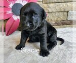 Puppy Gracie AKC Engl Labrador Retriever