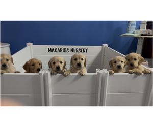 Golden Retriever Litter for sale in CONWAY, SC, USA