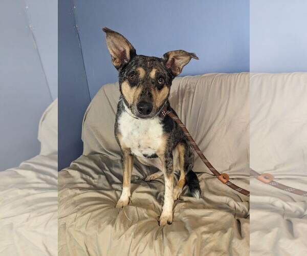 Medium Photo #2 Australian Shepherd-Unknown Mix Puppy For Sale in Minneapolis, MN, USA