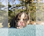 Small Photo #1 Olde English Bulldogge Puppy For Sale in FALCON, MO, USA