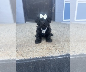 YorkiePoo Puppy for Sale in RANDOLPH, Massachusetts USA