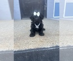 Small YorkiePoo
