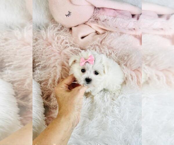 Medium Photo #6 Maltese Puppy For Sale in MIAMI, FL, USA